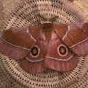 Eye spots on the wings of this moth are intended to scare predators away