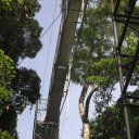 The towering Canopy Walk, Ulu Temburong National Park