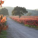 Firestone-Vineyard-1