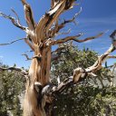 bristlecone-pine-trees