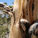 bristlecone-pine-white-moutain
