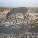 death-valley-12