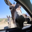 eastern-sierra-nevada-2