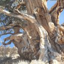 eastern-sierra-white-mountains-11