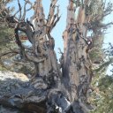 eastern-sierra-white-mountains-8