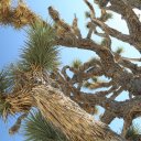 lee-flat-joshua-tree