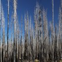 lassen-burned-trees