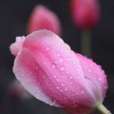 Tulip-after-Spring-Rain