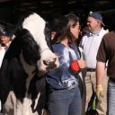 TV-Cow