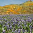 flower-bloom-socal