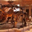 Dinosaur-in-the-main-room-of-the-Museum-of-Natural-History-Los-Angeles