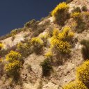 Scottish-Broom-and-other-flowers-along-Mt.-Baldy-Road