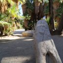 palm-springs-california-11