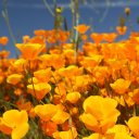 poppies-blooming-2