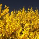 Bright-yellow-colors-of-the-Scottish-Broom-plant