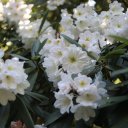 UBC-Botanical-Garden-3