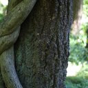 UBC-Botanical-Garden-Vancouver-3