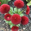 Vancouver-British-Columbia-20