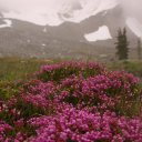 canada-banff-alberta-vancouver-10