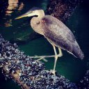 Crane sitting under the dock in Horshoe Bay