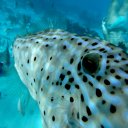 Fish closeup, Cayman Islands