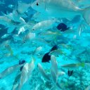 Fish, Caymans