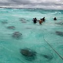 stingray-city-grand-cayman-1