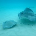 Stingrays