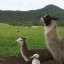 Family of Llamas, X region