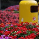 Pretty-flowers-and-bright-yellow-garbage-can