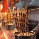 Lots of delectable live scorpions