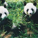 Pandas