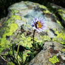 Fleabane