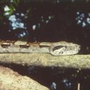 Costa-Rica-Snake
