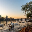 swan-prague