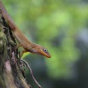 dominica-nature-island-13