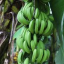 dominica-nature-island-18