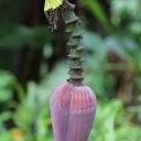 dominica-nature-island-19