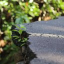 dominica-nature-island-23