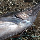 dominica-nature-island-26