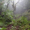 dominica-nature-island-37