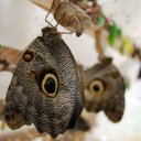 The butterfly garden in Mindo