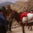 Horses getting ready to descend to the Quilotoa lagoon