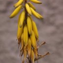 Pretty flower growing at high altitudes