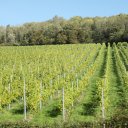 London-England-Vineyards-Villages-2