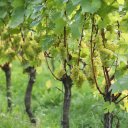 London-England-Vineyards-Villages-5