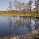 lahema-national-park-bog-pond