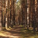 lahema-national-park-trees