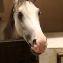 Horse in Souq - Doha Qatar
