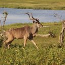 Kudu in Chobe National Park Botswana